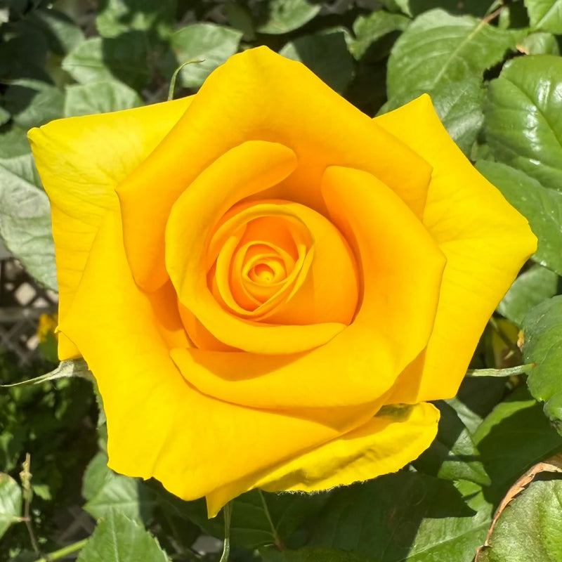 Butter Scotch Rose