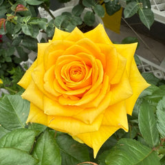 Butter Scotch Rose