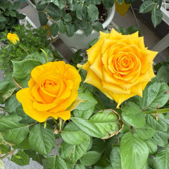 Butter Scotch Rose