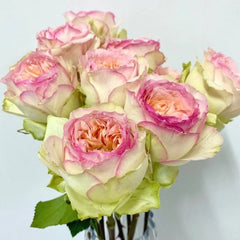 Butterfly Princess Rose – Elegant, Long-Lasting Cut Roses