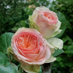 Butterfly Princess Rose – Elegant, Long-Lasting Cut Roses