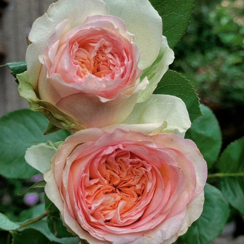 Princess Rose