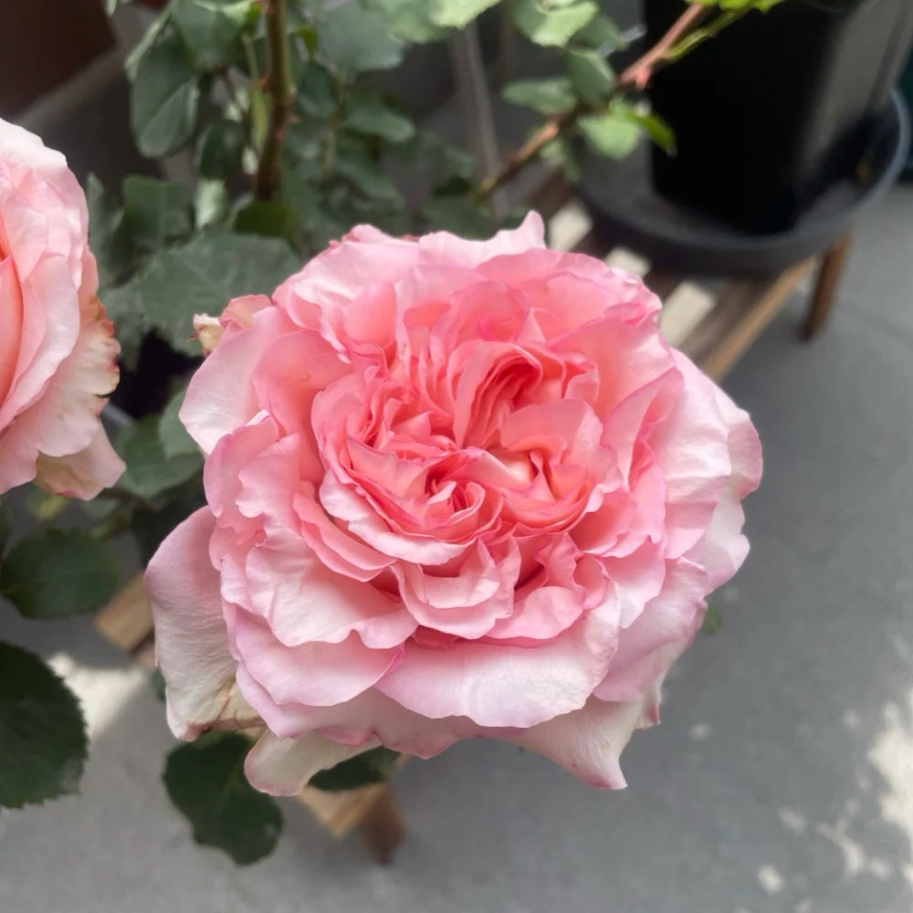 Spring Vale Rose Butterfly Valley Rose Plant | 蝴蝶谷 – Rose_Explosion