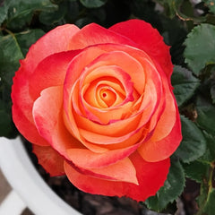 Cabaret Rose