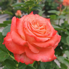 Cabaret Rose