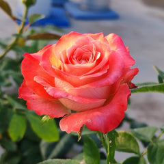 Cabaret Rose