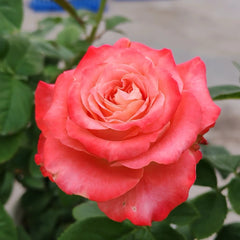 Cabaret Rose