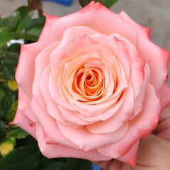 Cabaret Rose