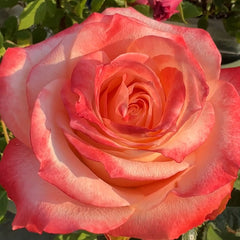 Cabaret Rose