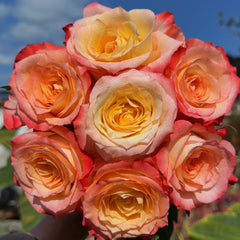 Cabaret Rose