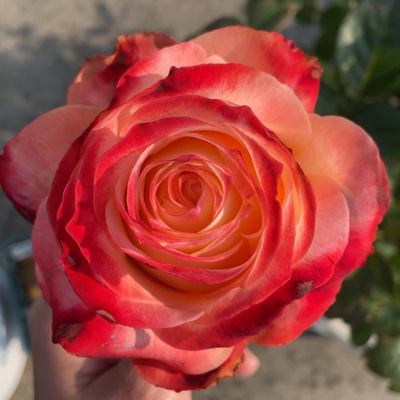 Cabaret Rose