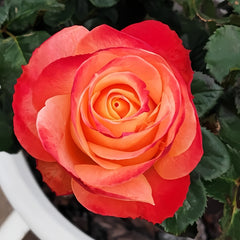 Cabaret Rose Plant|卡巴莱