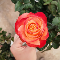 Cabaret Rose Plant|卡巴莱