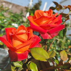 Café Del Mar Rose Plant
