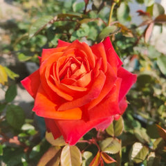 Café Del Mar Rose Plant