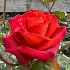 Café Del Mar Rose Plant