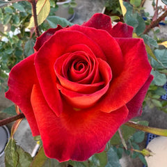 Café Del Mar Rose Plant