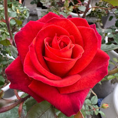 Café Del Mar Rose Plant