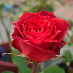 Café Del Mar Rose Plant