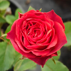 Café Del Mar Rose Plant