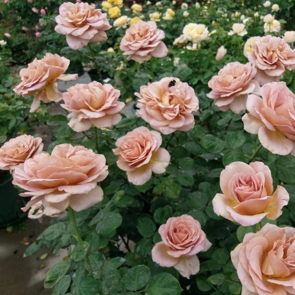 Coffe Latte Roses Caffe Latte Rose Plant | Unique Coffee Color & Fragrant – Rose_Explosion