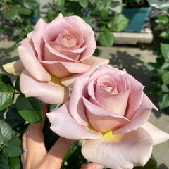 Coffe Latte Roses Caffe Latte Rose Plant | Unique Coffee Color & Fragrant – Rose_Explosion