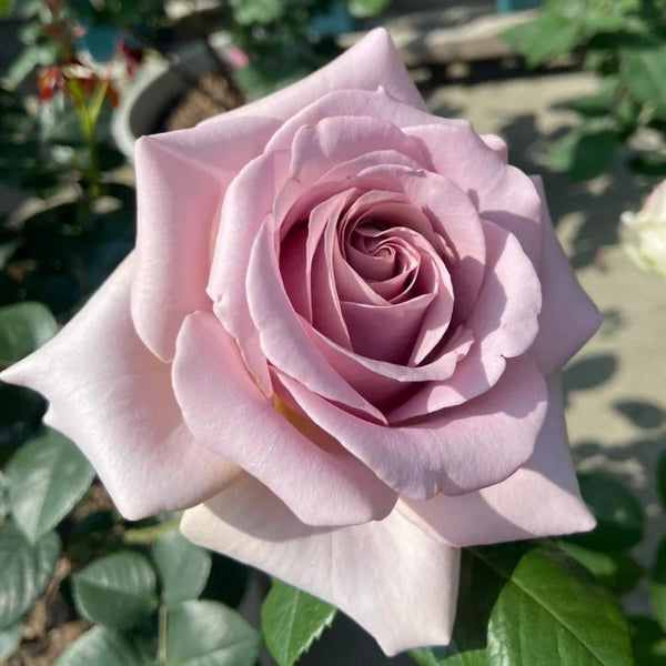 Coffe Latte Roses Caffe Latte Rose Plant | Unique Coffee Color & Fragrant – Rose_Explosion