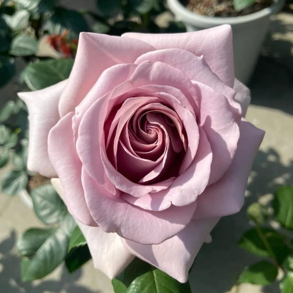 Coffe Latte Roses Caffe Latte Rose Plant | Unique Coffee Color & Fragrant – Rose_Explosion