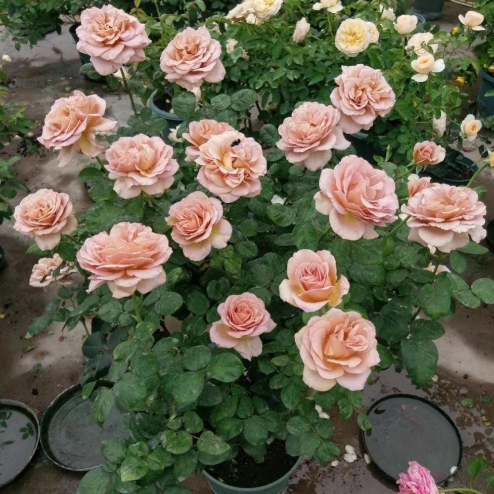 Coffe Latte Roses Caffe Latte Rose Plant | Unique Coffee Color & Fragrant – Rose_Explosion