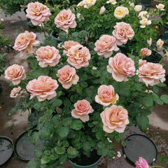 Caffe Latte Rose Plant: Elegance in Your Garden