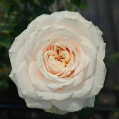 Calixta Rose