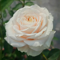 Calixta Rose
