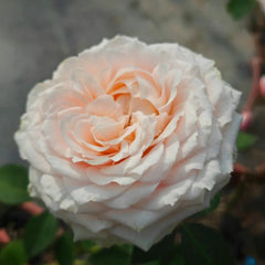 Calixta Rose