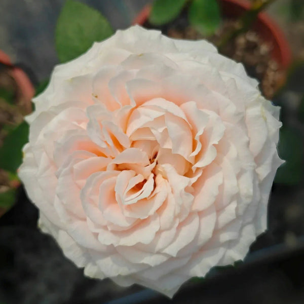 Moab Rose: Desert-Inspired Brown-Cream Rose | Rosaprima® – Rose_Explosion