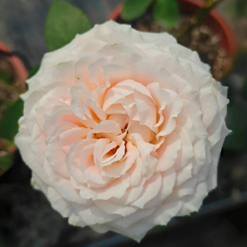 Calixta Rose