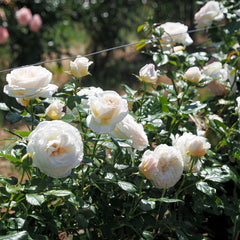 Camile Claudel Rose Plant | 心之雕刻