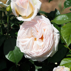  Camile Claudel Rose