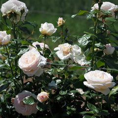  Camile Claudel Rose