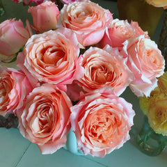 Campanella Hot Pink Rose Plant