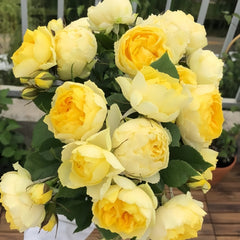Miniature yellow rose with soft butter-yellow blooms fading to white, compact bush, abundant buds, short stems, repeat-flowering display.