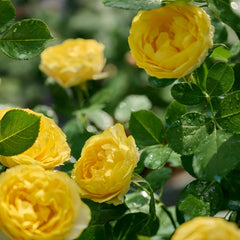 Miniature yellow rose with soft butter-yellow blooms fading to white, compact bush, abundant buds, short stems, repeat-flowering display.