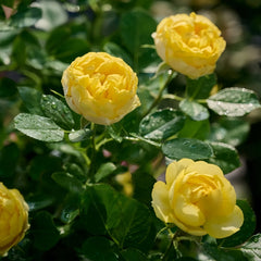Miniature yellow rose with soft butter-yellow blooms fading to white, compact bush, abundant buds, short stems, repeat-flowering display.