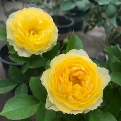 Miniature yellow rose with soft butter-yellow blooms fading to white, compact bush, abundant buds, short stems, repeat-flowering display.