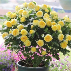 Canary Rose Plant|金丝雀