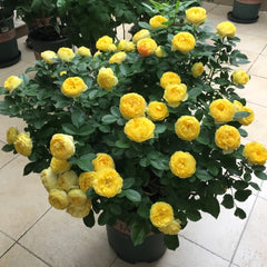 Canary Rose Plant|金丝雀