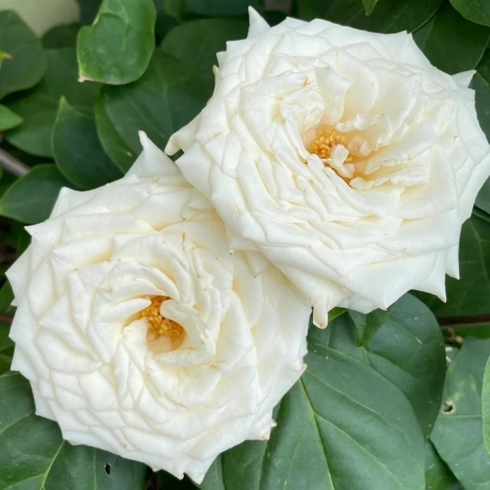 Candlelight Roses White Candlelight Rose Plant: A Touch of Elegance – Rose_Explosion