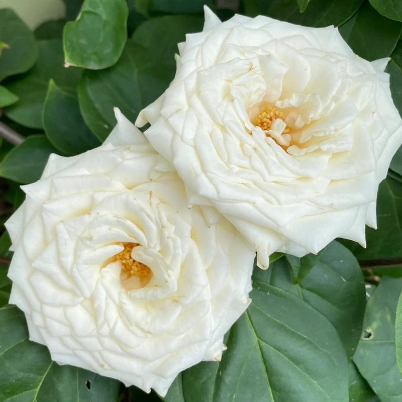 White Candlelight Rose Plant: A Touch of Elegance