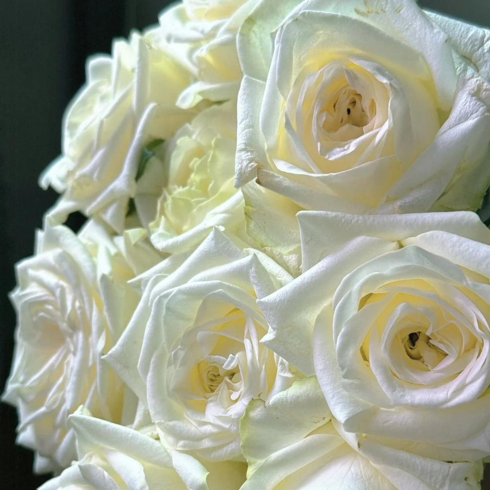 Candlelight Roses White Candlelight Rose Plant: A Touch of Elegance – Rose_Explosion