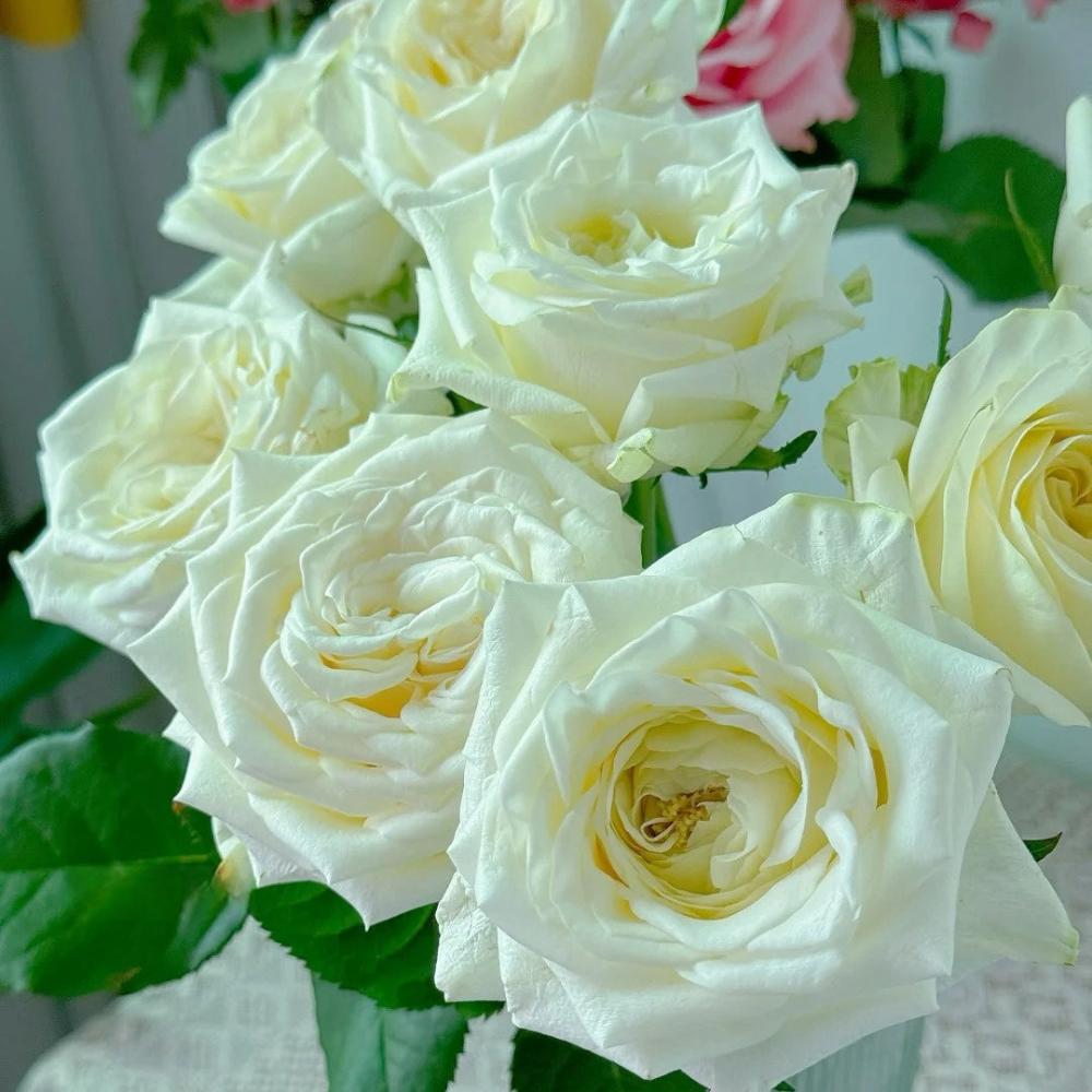 Candlelight Roses White Candlelight Rose Plant: A Touch of Elegance – Rose_Explosion