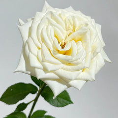 White Candlelight Rose Plant: A Touch of Elegance